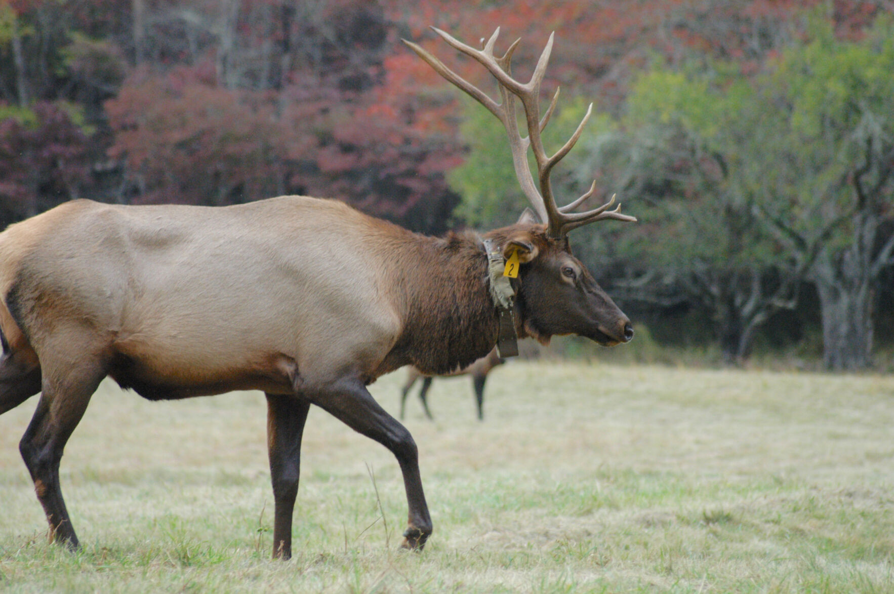 elk walking.jpg